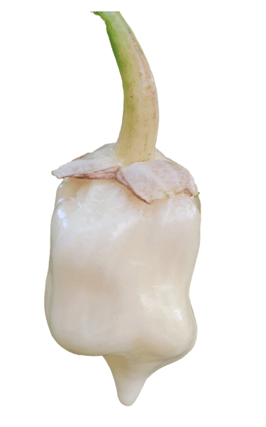 7 Pot Bubblegum White 7 Pot Bubblegum White